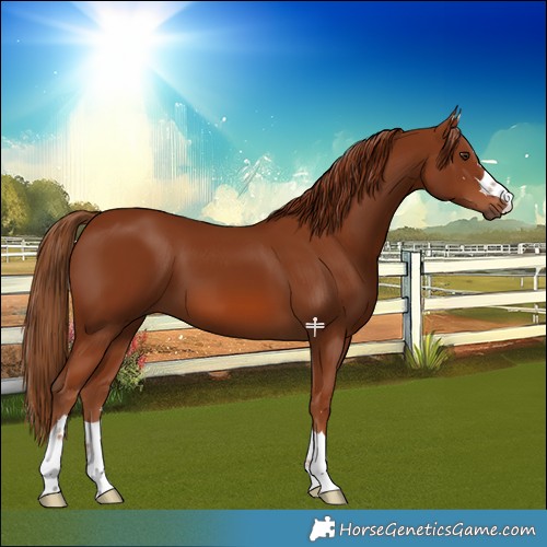 Horse Color:Chestnut 