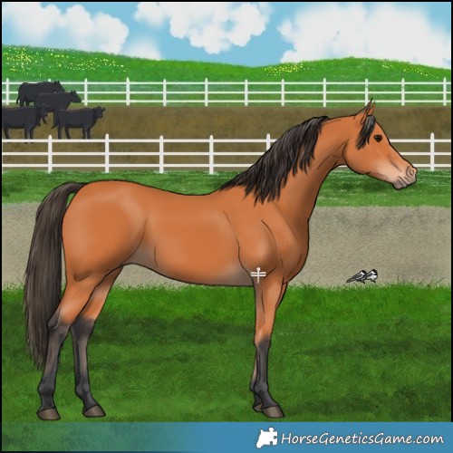 Horse Color:Bay 