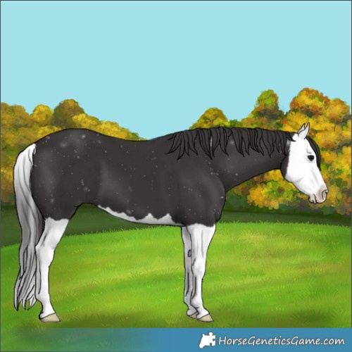 Horse Color:Smoky Black Splash 