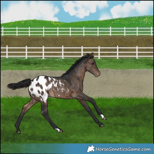 Horse Color:Brown Dun Blanket Brindle 