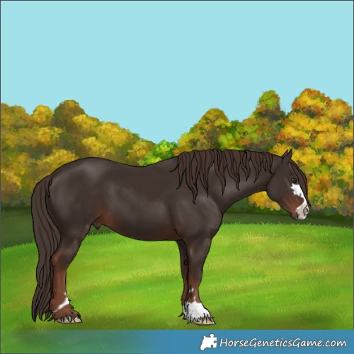 Horse Color:Liver Chestnut 
