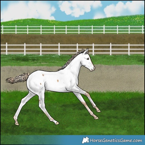 Horse Color:Chocolate Palomino Dun Near Fewspot Brindle 