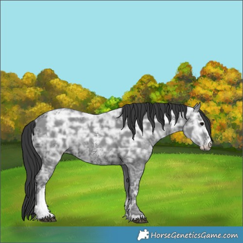 Horse Color:Black Ice Sabino Rabicano 