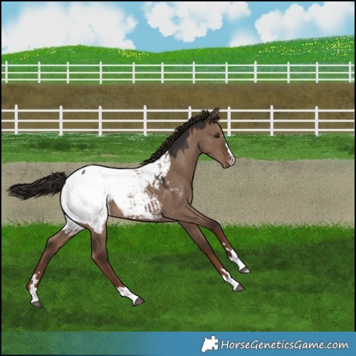 Horse Color:Liver Red Dun Appaloosa 