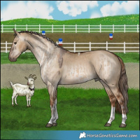 Horse Color:Red Dun Tobiano  and Gray Red Dun Tobiano 