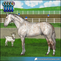 Horse Color:Red Dun Tobiano  and Gray Red Dun Tobiano 