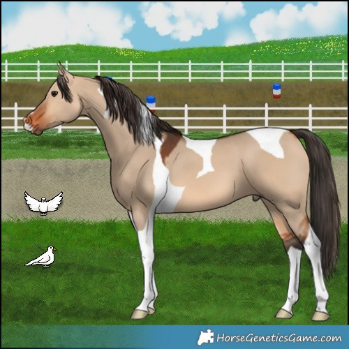 Horse Color:Bay Dun Tobiano