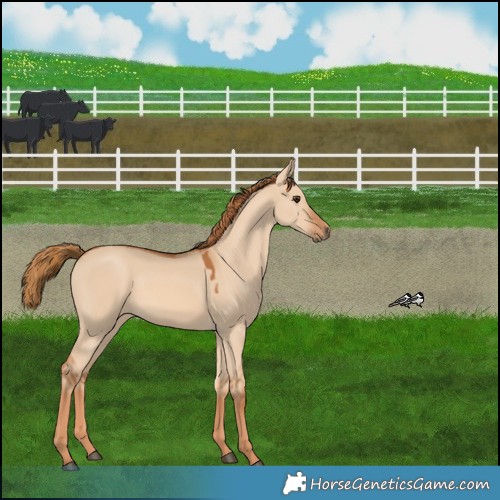 Horse Color:Red Dun 