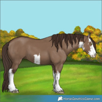 Horse Color:White Spotted Liver Red Dun 