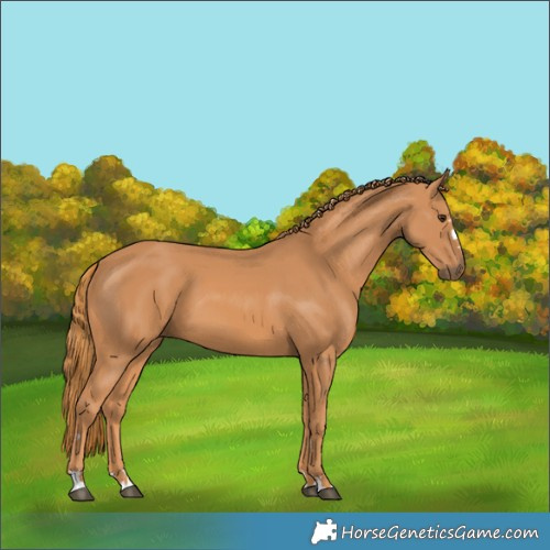 Horse Color:Chestnut 