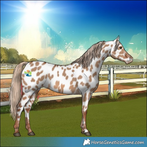 Horse Color:Red Dun Near Leopard 