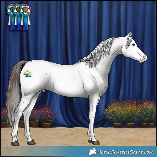 Horse Color:Brown Dun Appaloosa 