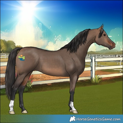 Horse Color:Bay Dun 