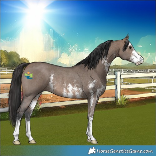 Horse Color:Brown Dun Sabino Rabicano 