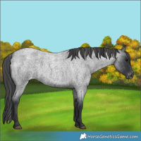 Horse Color:Blue Roan Appaloosa