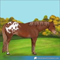 Horse Color:Chestnut Appaloosa