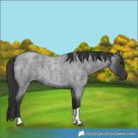 Horse Color:Blue Roan Tobiano 