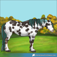Horse Color:Painted Liver Chestnut Sabino 