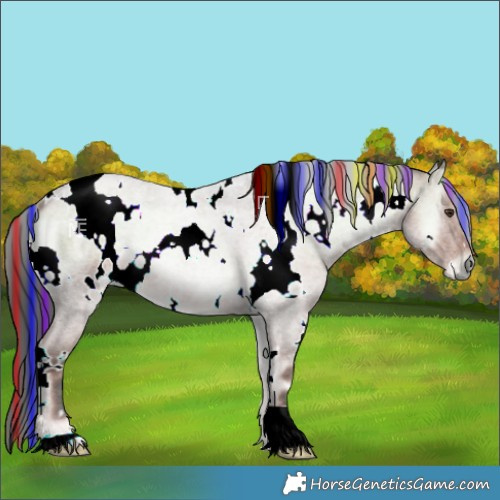 Horse Color:Painted White Spotted Liver Red Onyx Roan