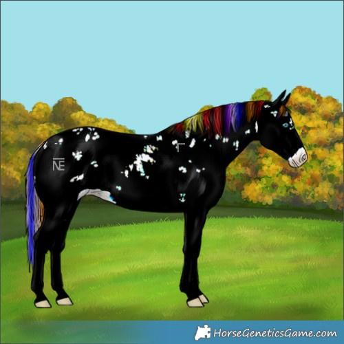 Horse Color:Painted Liver Red Dun Sabino Splash