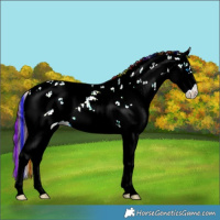 Horse Color:Painted Liver Red Dun Sabino Splash 