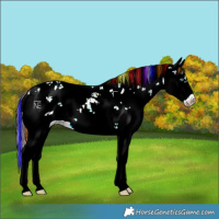 Horse Color:Painted Liver Red Dun Sabino Splash 