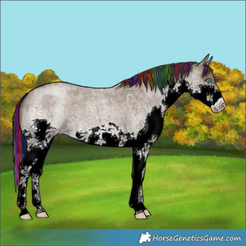 Horse Color:Painted Grullo Roan Splash 