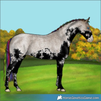 Horse Color:Painted Grullo Roan Splash