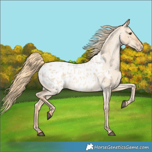 Horse Color:Red Dun Roan Appaloosa