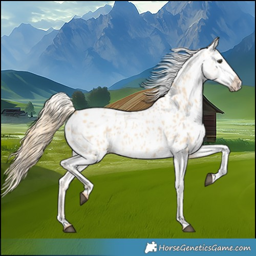 Horse Color:Red Dun Roan Blanket