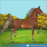 Horse Color:Chestnut 