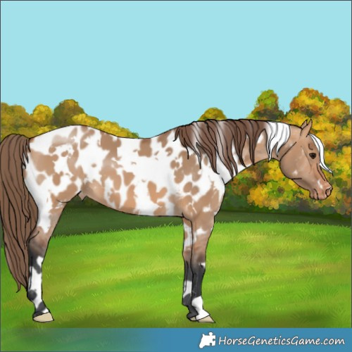 Horse Color:White Spotted Bay Dun Appaloosa 