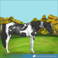 Horse Color:White Spotted Black Tobiano Rabicano