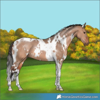 Horse Color:White Spotted Bay Dun Tobiano