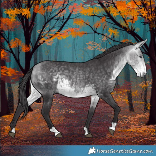 Horse Color:Buckskin Chinchilla