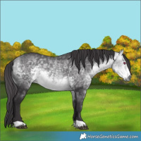 Horse Color:Buckskin Chinchilla 