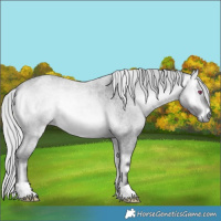 Horse Color:Silver Buckskin Chinchilla Roan Onyx