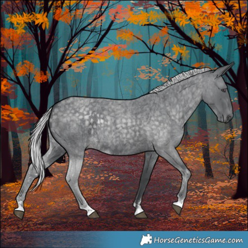 Horse Color:Silver Blue Chinchilla Roan 