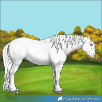 Horse Color:White Spotted Silver Perlino Chinchilla Roan Onyx 