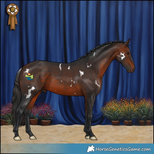 Horse Color:White Spotted Bay 