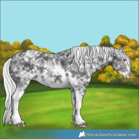 Horse Color:Silver Black Chinchilla Sabino 