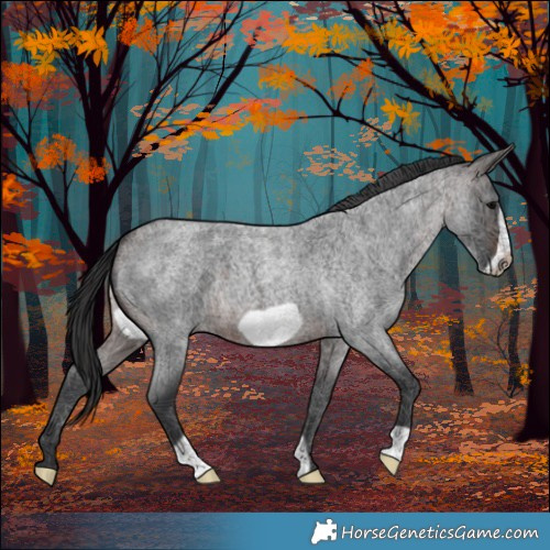 Horse Color:Brown Roan Frame 
