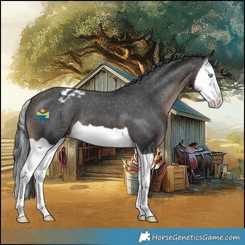 Horse Color:Brown Splash Appaloosa 