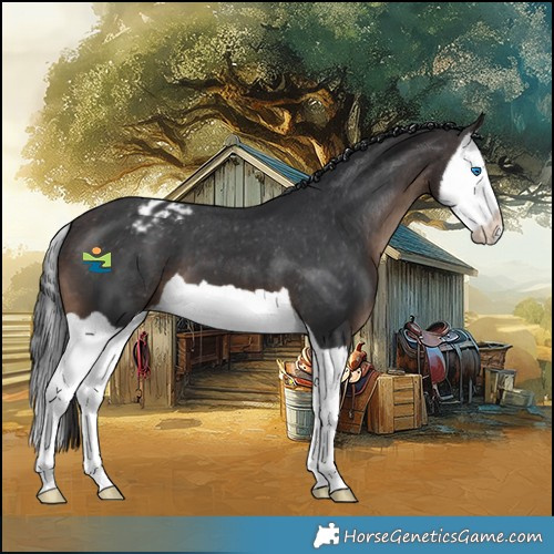 Horse Color:Brown Splash Appaloosa