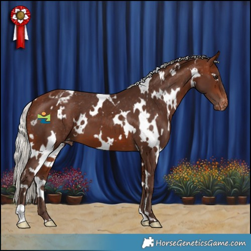 Horse Color:White Spotted Silver Brown Appaloosa 