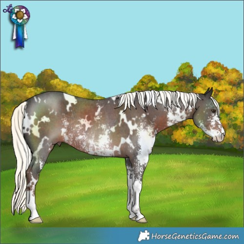 Horse Color:White Spotted Liver Chestnut Mushroom Sabino Rabicano 