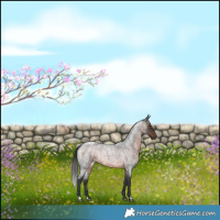 Horse Color:Brown Roan Rabicano 