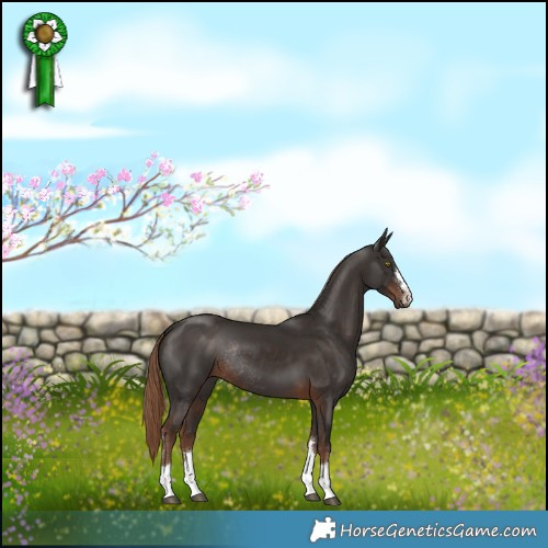 Horse Color:Liver Chestnut Rabicano