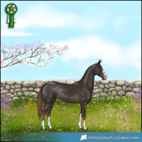 Horse Color:Liver Chestnut Rabicano 