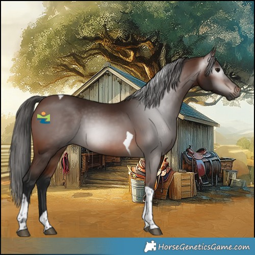 Horse Color:Gray Bay Tobiano 